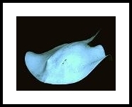 IMG_4349cyan.jpg