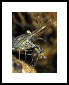 commonprawn.jpg