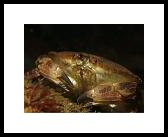 ediblecrab.jpg