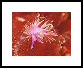 flabellina.jpg