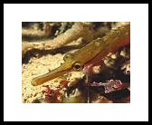 snakepipefish.jpg