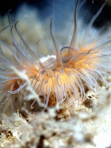 RS256547curveclean.jpg - Elegant Anemone