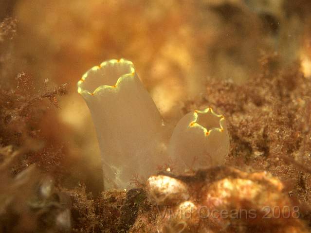 P5295508.JPG - Yellow Ringed Sea Squirt - Ciona intestinalis