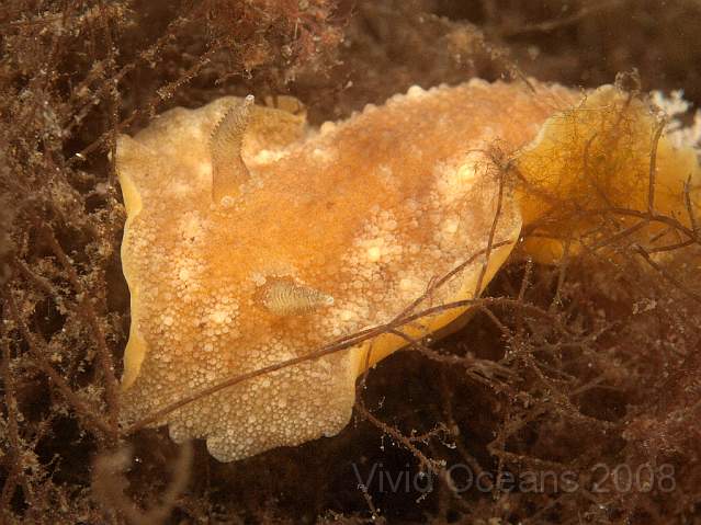 P5295590.JPG - I'm pretty sure this is a Sea Lemon - Archidoris pseudoargus. Discodoris planata is very similar but has finger like mouth tentacles