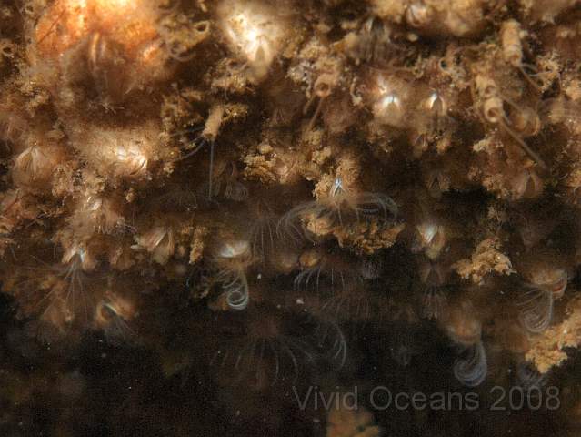 P5295619.JPG - A wall of Barnacles feeding