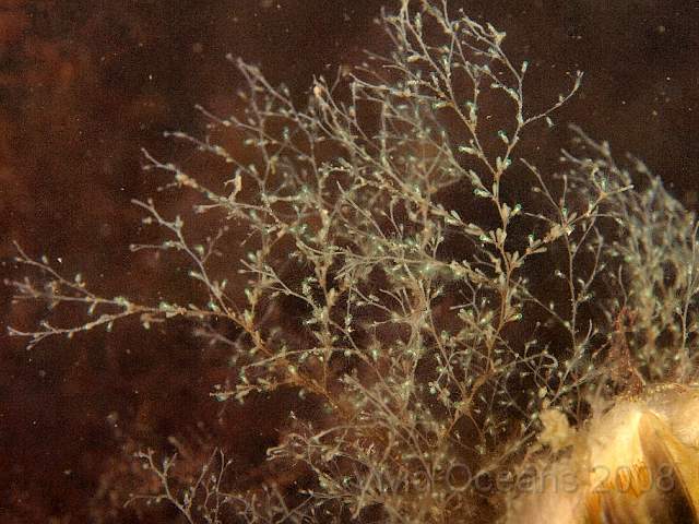 P5295634.JPG - Feathery hydroids