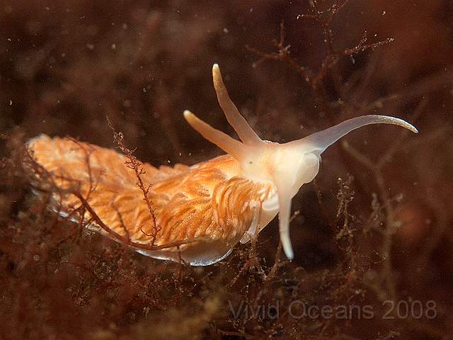 Aeolidiella glauca