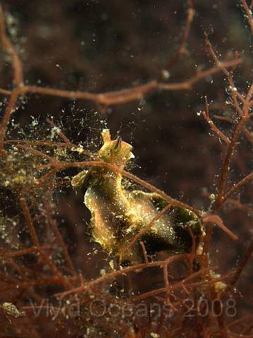 DW294494.jpg - Elysia viridis - these are simple slugs with rolled rhinophores and a flattened body