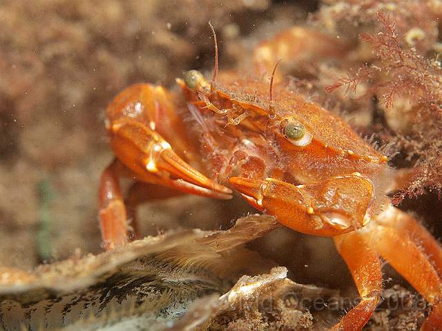 P5295649.jpg - Small orange swimming crab