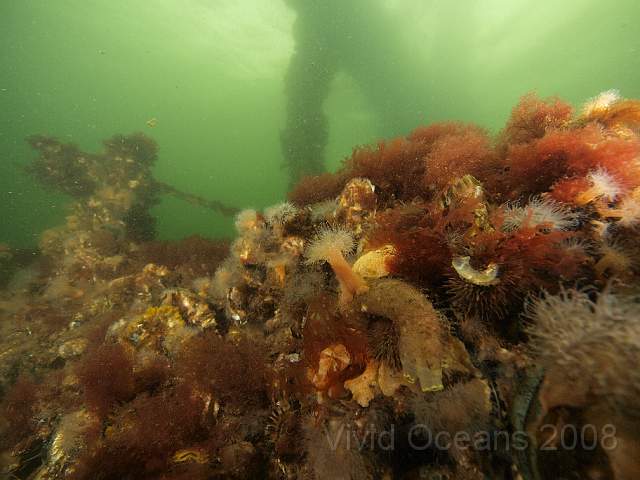 P5285320.jpg - The oysters themselves are covered in squirts, anemones, urchins, algae and more oysters of course