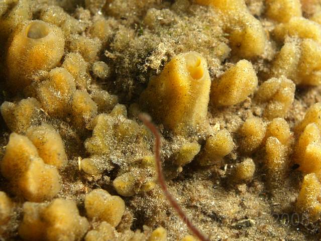 DW284309.JPG - We're not sure what this sponge is, looks a bit exotic for Breadcrumb - Halichondria panicea