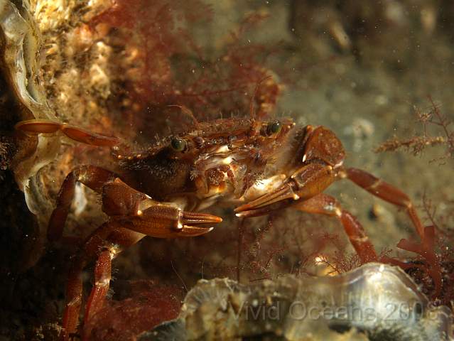 DW284317.JPG - Cute little swimming crab