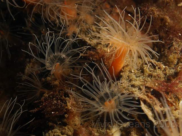 DW284318.JPG - A group of Diadumene cincta anemones
