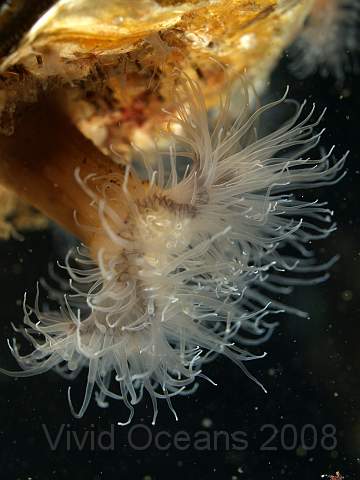 DW284340.JPG - Plumose anemone - Metridium senile