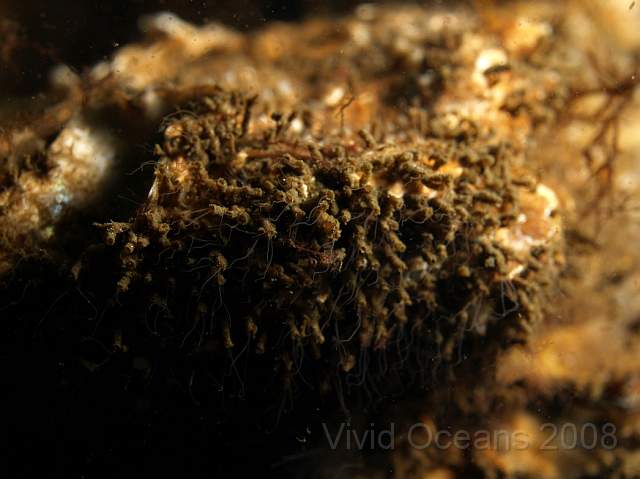 DW284344.JPG - Here's a clump of little worms, each tube has two 'feelers' showing