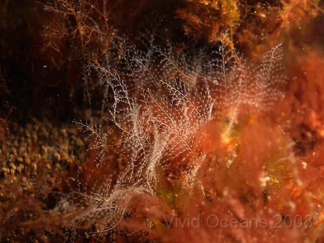 DW284360.JPG - Extremely delicate feathery hydroid