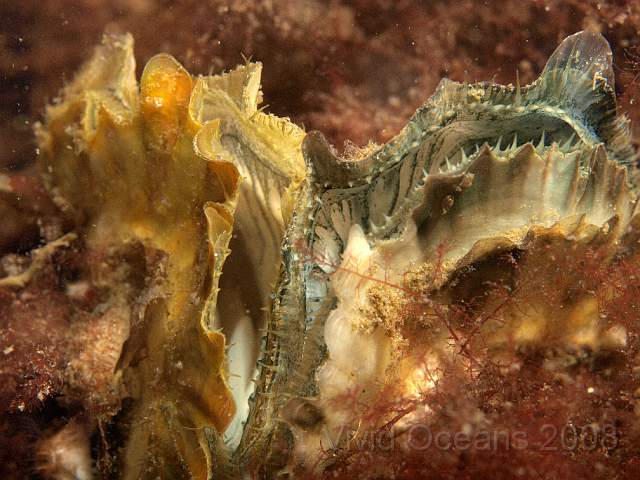 P5285400.jpg - The Pacific Oyster - Crassostrea gigas - was introduced as a commercial species in 1964 and seems to be doing pretty well...