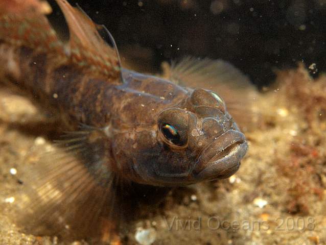 P5285420.jpg - Black Goby - Gobious niger