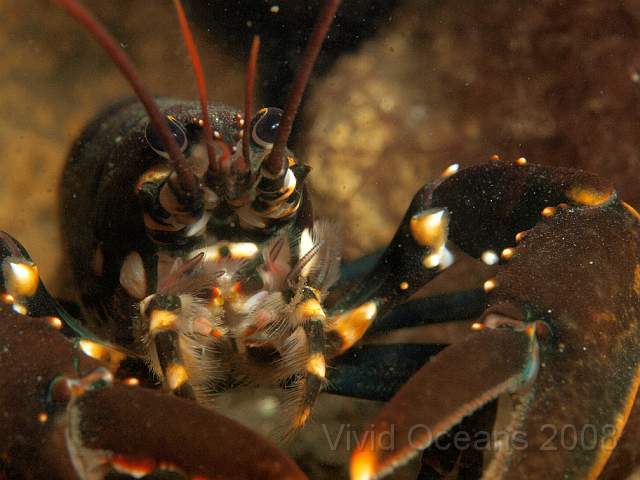 P5285423.jpg - A Common Lobster - Homarus gammarus - with a very hairy face