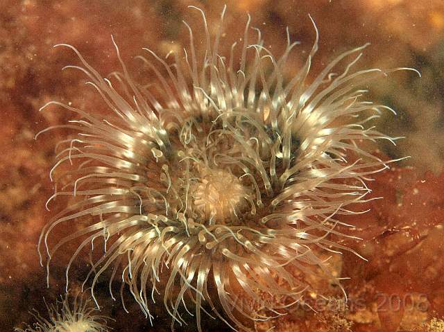 P5285446.jpg - This might be Sagartiogeton laceratus - but its a little dull