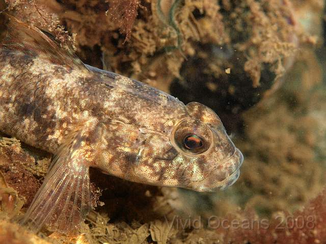 P5285451.jpg - Black Goby - Gobious niger - might be a female as it's pale and not guarding any eggs