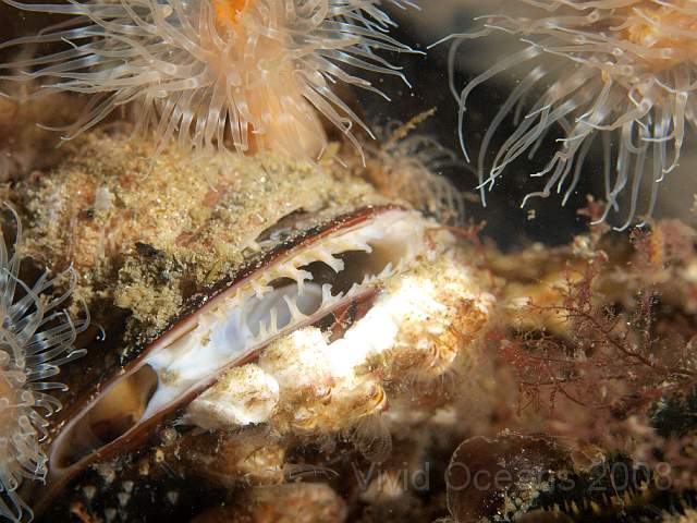 P5285471.jpg - A Mussel smiling