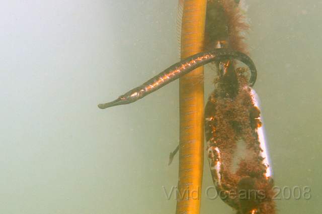 DW274012.jpg - So we came back up and looked at the pipefish on the chain to the marker buoy