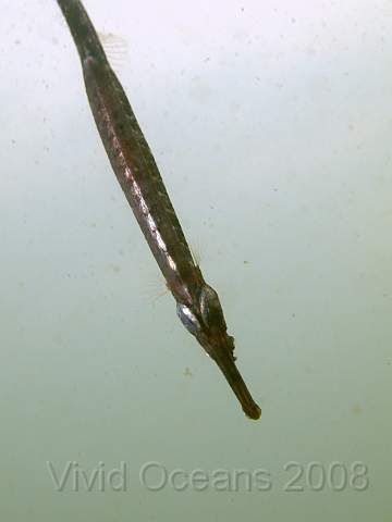 DW274018.jpg - The smaller Greater pipefish wasn't very co-operative