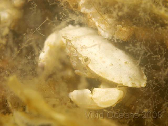 P5274971.jpg - This is the only picture from the bottom... it was just too murky... This is a juvenile Edible Crab - Cancer pagarus. They're often white, with black claws