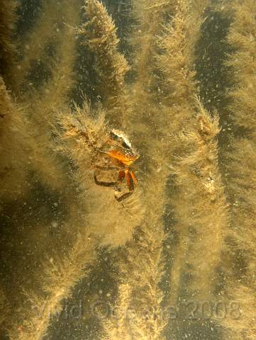 P5285227.jpg - The conditions weren't good! I'd hoped it would be clear and took my wide angle lens... which made taking pictures of small animals tough. This is a shore crab on the cuttlefish sticks