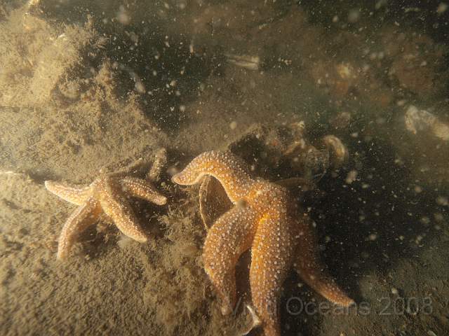 P5285233.jpg - The seabed by the sticks is soft and silty, very easy to stir up.  The Starfish patrol looking for silly shellfish