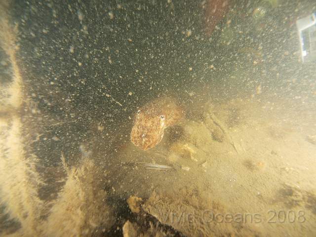 P5285235.jpg - Cuttlefish number two... we could see that this was a lost cause and headed for the shore