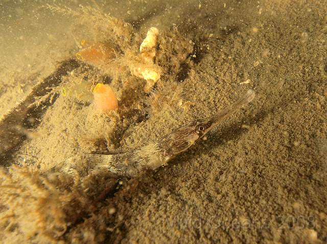 P5285239.jpg - At least we saw a nice Greater Pipefish - Syngnathus acus