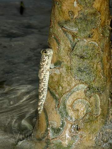 P2142215.JPG - The nice thing about mangroves is they are a great place for wildlife... a mudskipper here.