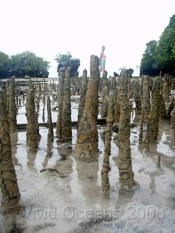 P2142221.JPG - The island is fringed by mangroves, limestone and odd coral lumpswhich makes some parts difficult to circumnavigate.