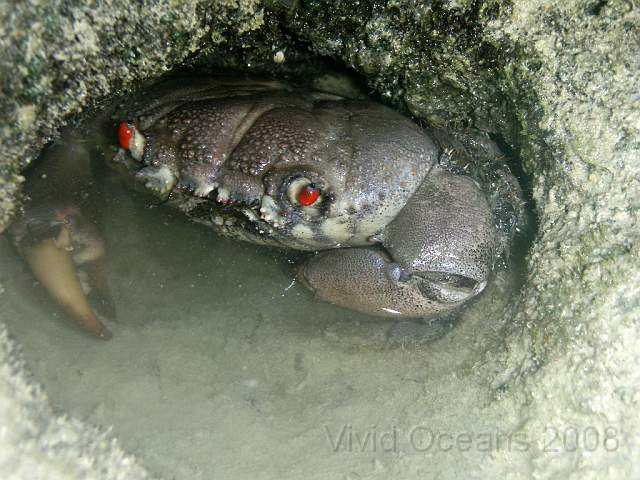 P2142242.JPG - This crab looks put out at being discovered