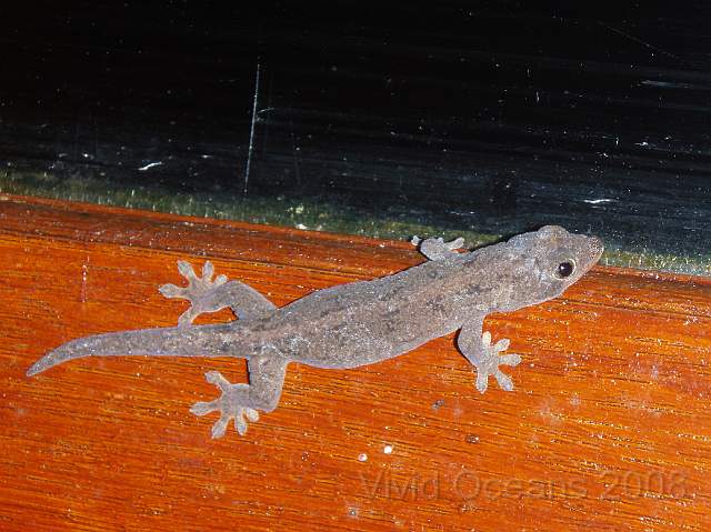 P2142265.JPG - Plenty of geckos... they love hanging around indoors