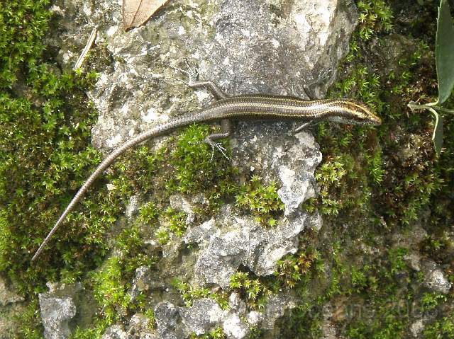 P2162292.JPG - Lots of lizards!