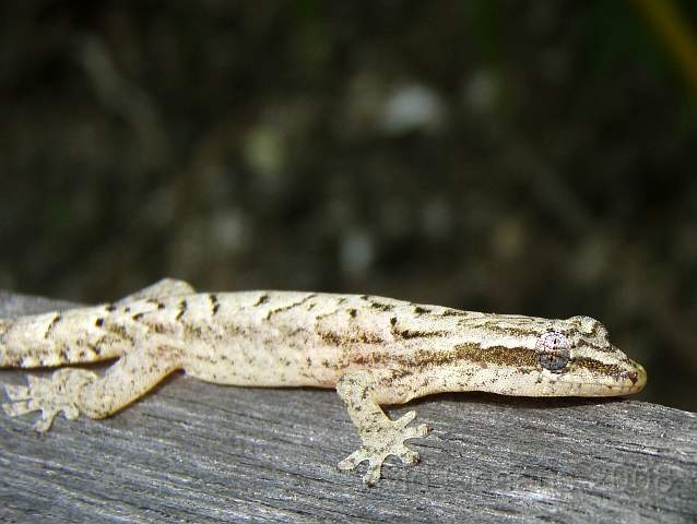 P2162339.JPG - Cool pale gecko...
