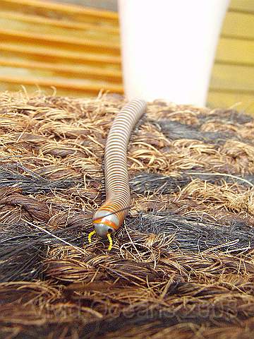 P2182412.JPG - Millipede! On a doormat not crawling through my chest wig!