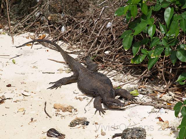 RS141496.JPG - The occasional iguana lumbered around the beach, taking a swim and working on their tan