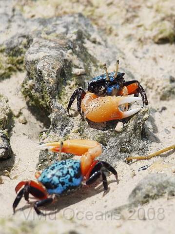 RS201587.JPG - Twn male crabs prepare for a scuffle