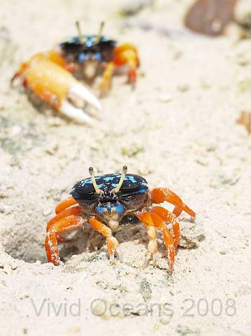 RS201624.JPG - The best native were the colourful fiddler crabs... Mrs Crab in the foreground