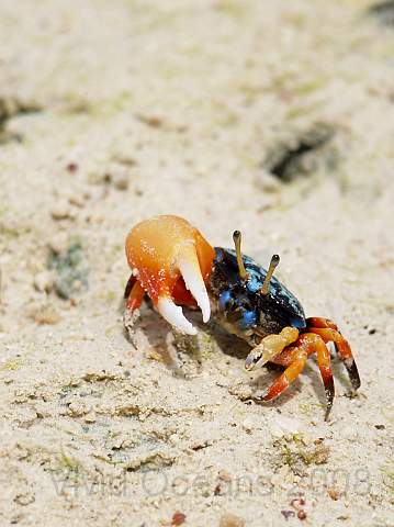 RS201625.JPG - The male crabs have the big 'fiddling' claw.