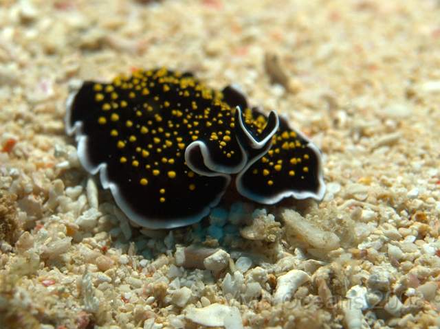 DW221550.jpg - Another flatworm example pretending to rear up - Thysanozoan nigropapillosum