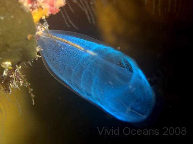 DW242213.jpg - The common big blue solitary squirt