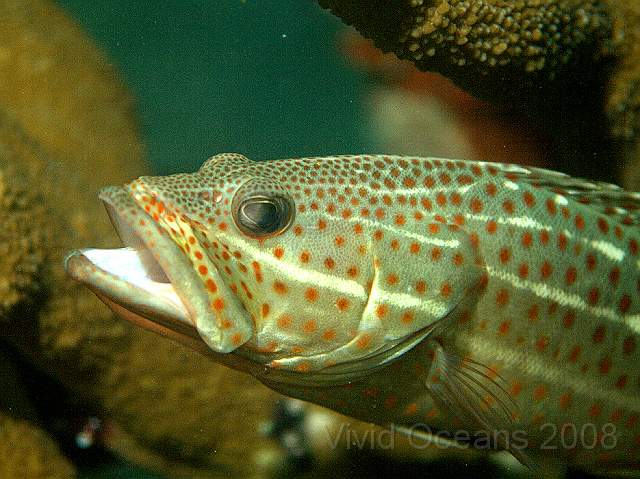 DW242253.jpg - A small grouper hoping for a wrasse to come and clean his teeth