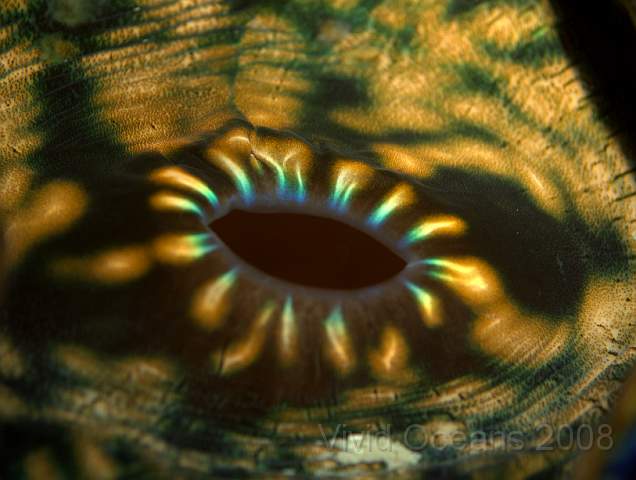 DW242293.jpg - Inhalent siphon on a giant clam. Pretty isn't it?