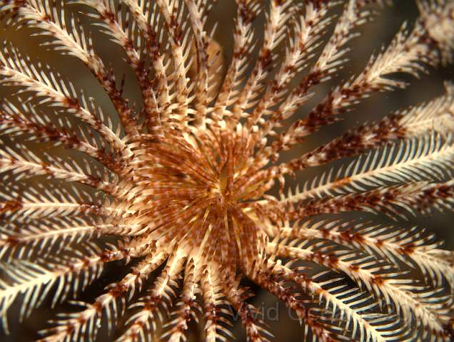 DW242343.jpg - The centre of a Featherstar, these are usually full of well camoflaged animals...
