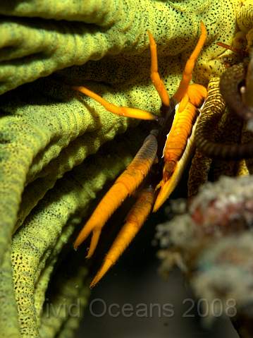 DW242351.jpg - ...this is a Crinoid Squat Lobster - Allogalathea elegans